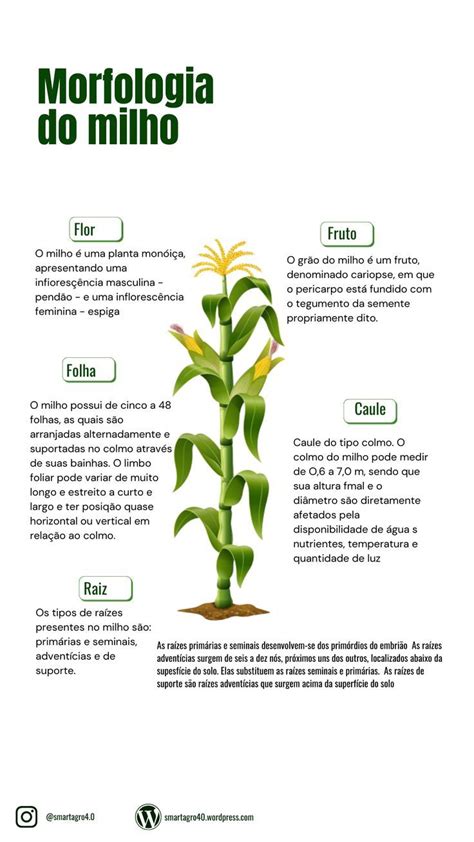 Morfologia Do Milho Como Plantar Milho Inflorescência Partes Da Planta