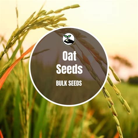 Oat Seeds - Bulk Deals - simplyafricanseedcompany