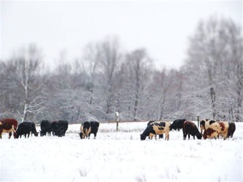 More Farmers are Grazing Animals in Winter | Civil Eats