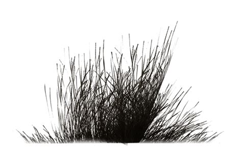 Herbes Noires 0806 En 2024 Photoshop Arbres Photoshop Herbe