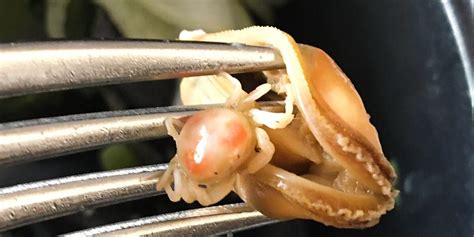 These Tiny Pea Crabs Live In Oysters And Theyre Delicious Videos