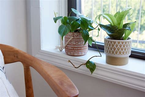 How To Care For Houseplants In The Winter