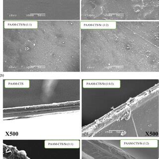(a) Scanning electron microscope micrographs of the surfaces of ... 