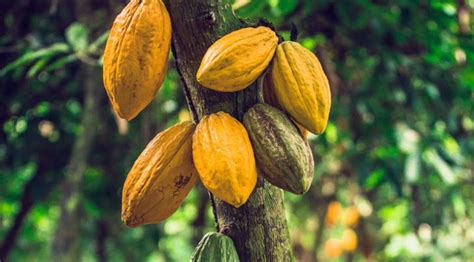 Kaoka Toutes Nos Gammes De Chocolat Bio Equitable Fran Ais