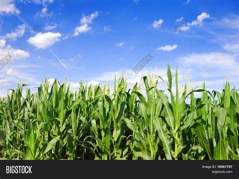 Corn Field Image And Photo Free Trial Bigstock