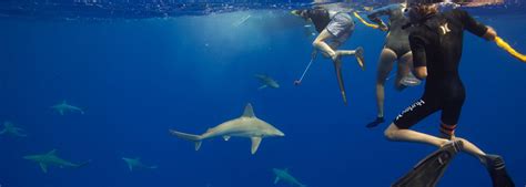 swim with sharks hawaii no cage - magorinajocelyn