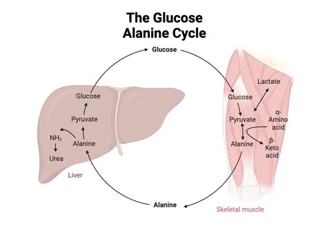 Glucose Alanine Cycle | BioRender Science Templates