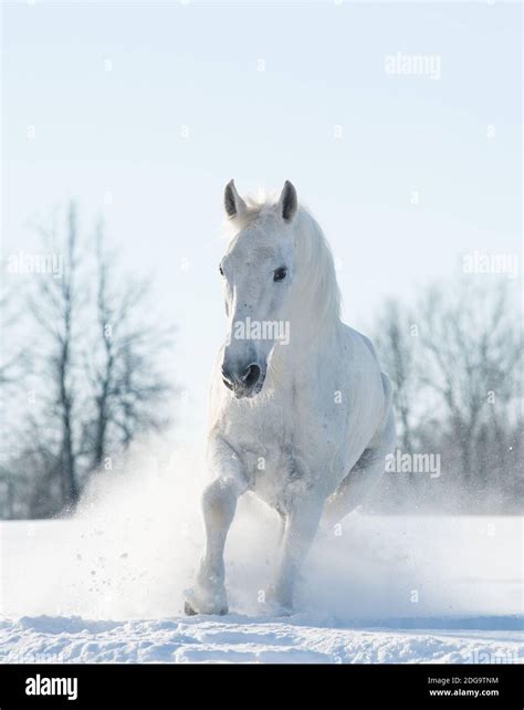 White Horse Running In Snow