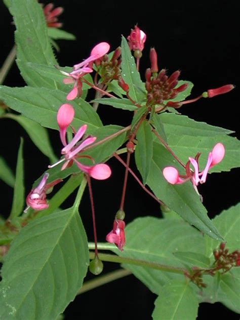 Lopezia Racemosa Fotos