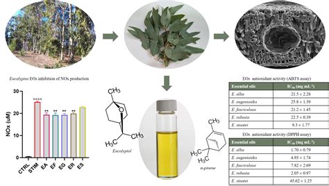 Antioxidants Free Full Text Essential Oil Composition Antioxidant