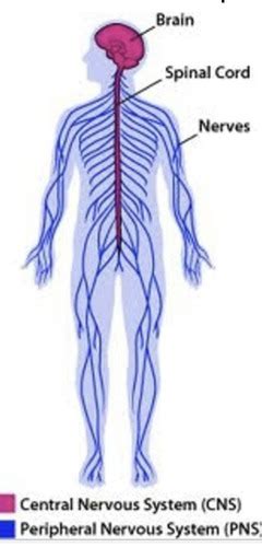 Biological Basis Of Behavior Ch Flashcards Quizlet