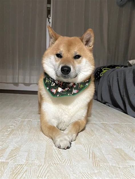 柴犬「ほめられても許さないワン」飼い主に「可愛い♡」と言われても静かに怒る柴犬、一体何が？｜まいどなニュース