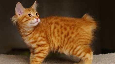 American Bobtail Cat Characteristics Temperament Cat Care