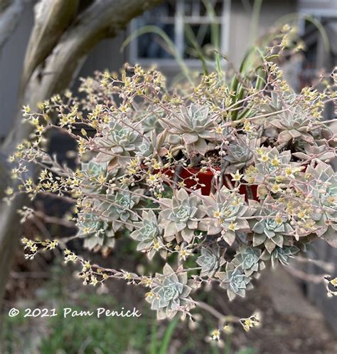 Ghost Plant In Bloom Is Boo Tiful Digging