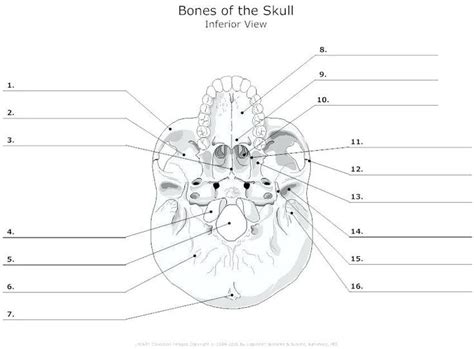 Anatomy Skull Labeling Worksheet | Anatomy Worksheets