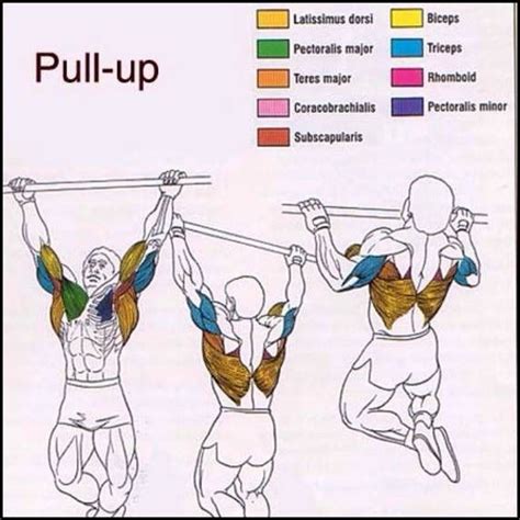 Best Weight Assisted Pull Up Machines Reviews And Benefits Pull Ups Pull Up Challenge