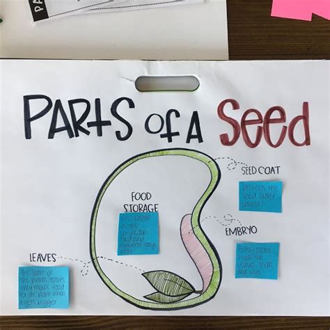 Parts Of A Seed Anchor Chart Parts Of A Seed Teachers Pay Teachers Seller Anchor Charts