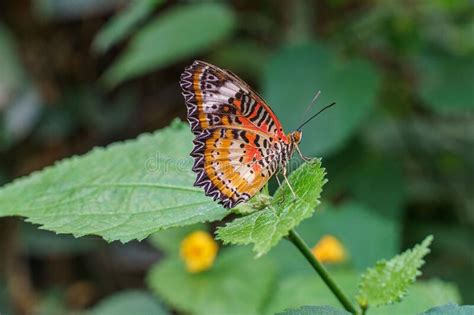 Closeup Of A Cethosia Biblis Red Lacewing Butterfly Sitting On A Green