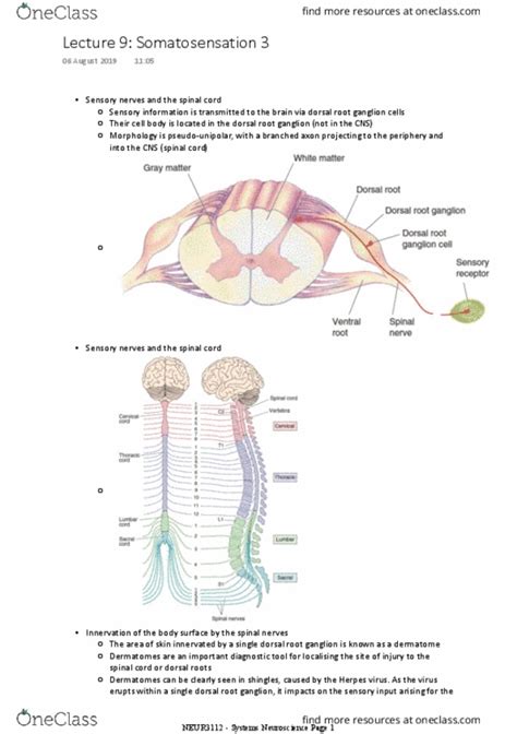 Neur3112 Lecture Notes Spring 2019 Lecture 9 Dorsal Root Ganglion