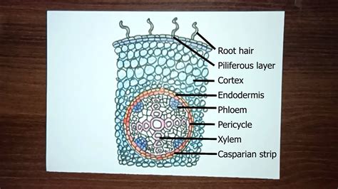 Dicot Root Diagram Drawing Internal Structure Of Dicot Root