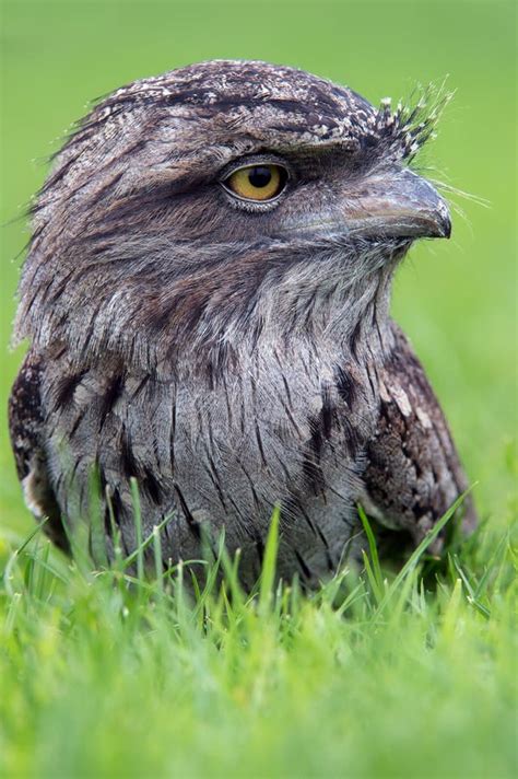 tawny frogmouth podargus strigoides stock photo image  mimicry