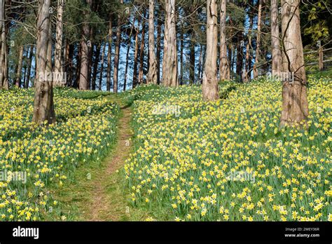 Englefield Green Egham Surrey UK 23rd March 2022 Carpets Of