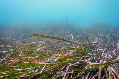 Herbe Sous Marine De Mer Verte Herbe De Mer Sous L Eau Image Stock