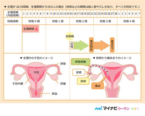 【医師監修】着床までに起こること。妊娠のしくみと妊活中に気を付けたいことは？ Michill（ミチル）