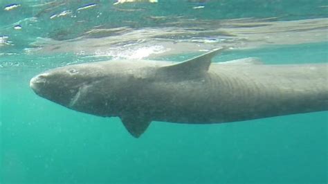 400 Year Old Greenland Shark ‘longest Living Vertebrate Bbc News