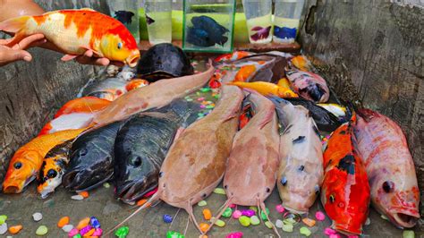 Menangkap Ikan Hias Bebek Angsa Ikan Gurame Ikan Koi Ikan Mas Ikan