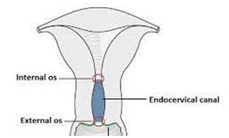 Obgyn Intro Flashcards Quizlet