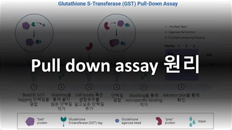 GST-pull down assay 원리 / pull down assay 원리 - Bio-Chae