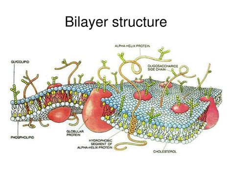 PPT - Structure and function of a lipid bilayer membrane and its ...