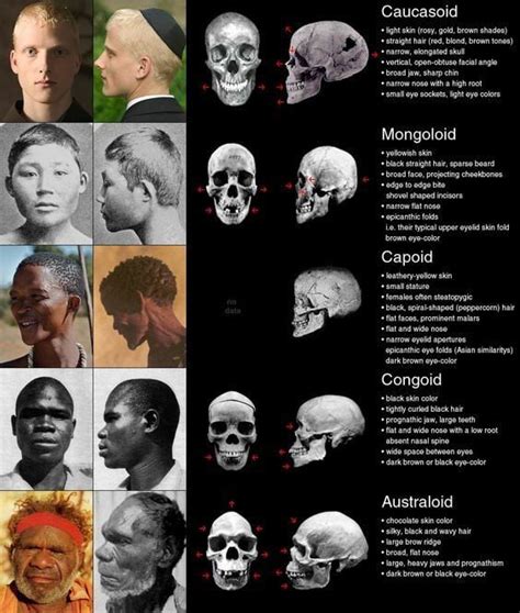 Different human skulls by race. Caucasian and asian share similiar bone ...