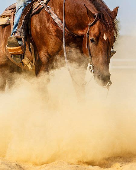 27 Reining horses ideas | reining horses, horses, quarter horse