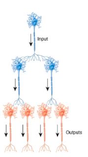 synapses and neurotransmitters Flashcards | Quizlet