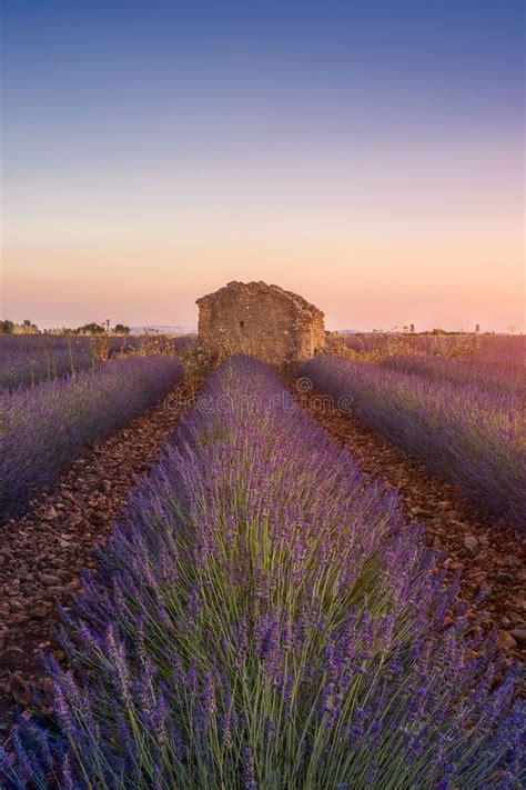 Lavender Fields With A Stone House At Sunrise Summer In Valensole