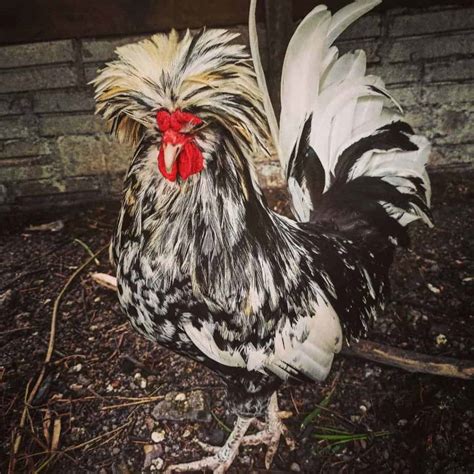 Polish Chicken: Eggs, Height, Size and Raising Tips