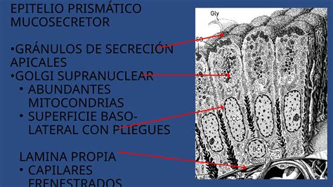 Histologia Del Aparato Digestivo Glandulas Ppt