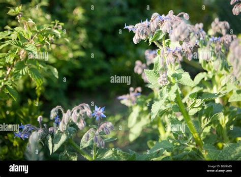 Blue Borage Borago Officinalis Flowers In The Spring Garden Stock