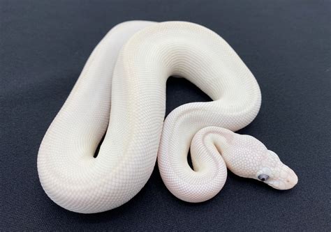 Blue Eyed Leucistic | Royal Constrictor Designs