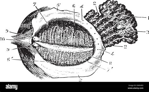 Lacrimal Gland Hi Res Stock Photography And Images Alamy