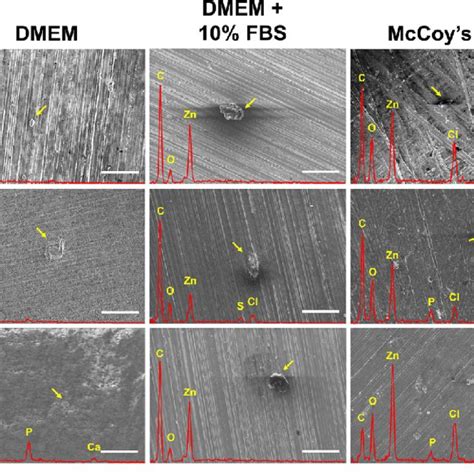 The Sem Edx Analysis Of Pure Zn And Zn Alloys After Immersion In