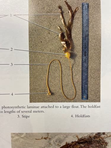 Exam 3 Organismal Biology Flashcards Quizlet