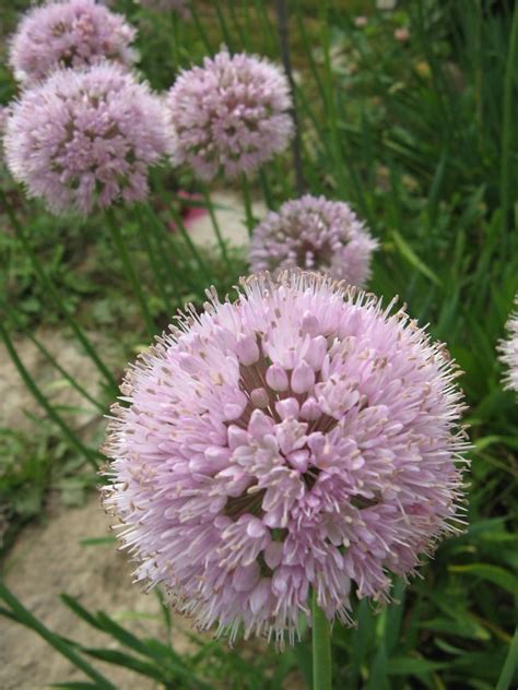 Лук поникающий, или Слизун (Allium nutans)