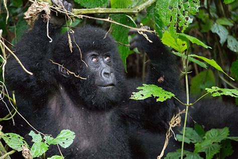 Il Parco Del Virunga Minacciato Dal Petrolio Societ Missioni Africane