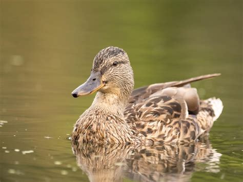 Pato Salvaje Nadando En Un Estanque Foto Premium