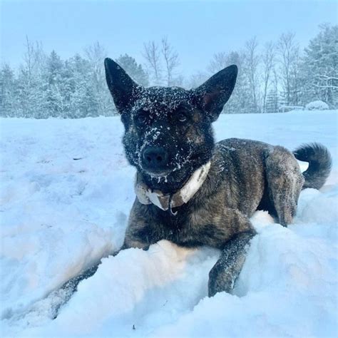 Windsor County Sheriffs Department K9 Kye To Get Donation Of Body