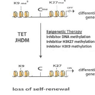 In Leukemic Stem Cells LSC The Genes That Program Differentiation Are