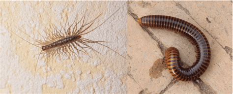 5 Kinds Of Centipedes And Millipedes Found In Washington Bird